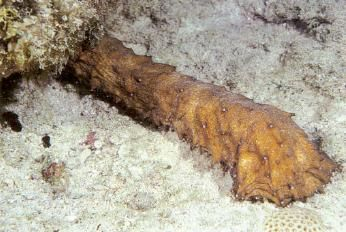  Holothuria thomasi (Caribbean Tiger Tail Cucumber)